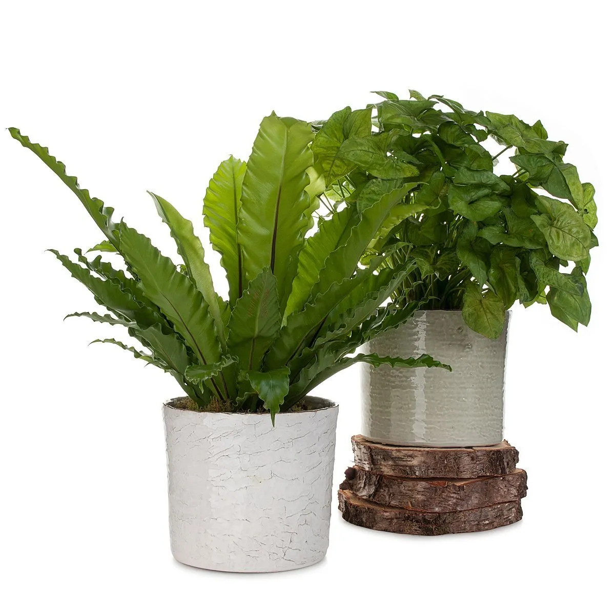 Syngonium Butterfly Beauty Planter